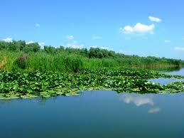 Delta Dunarii - images.jpeg